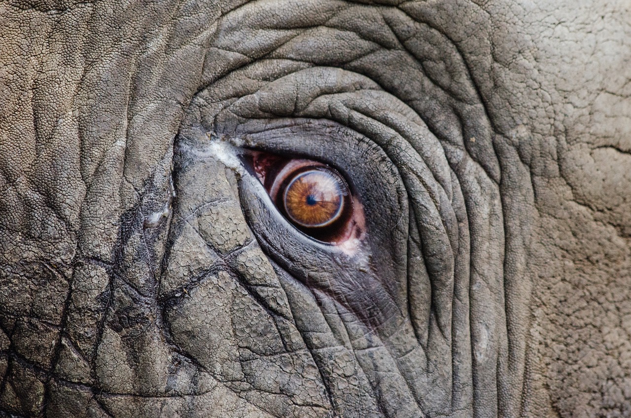 safari botswana