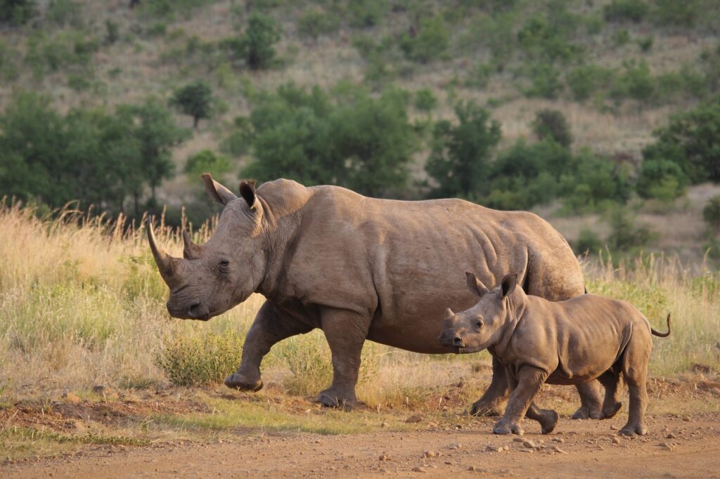 Safari de sigean | Safari Radar