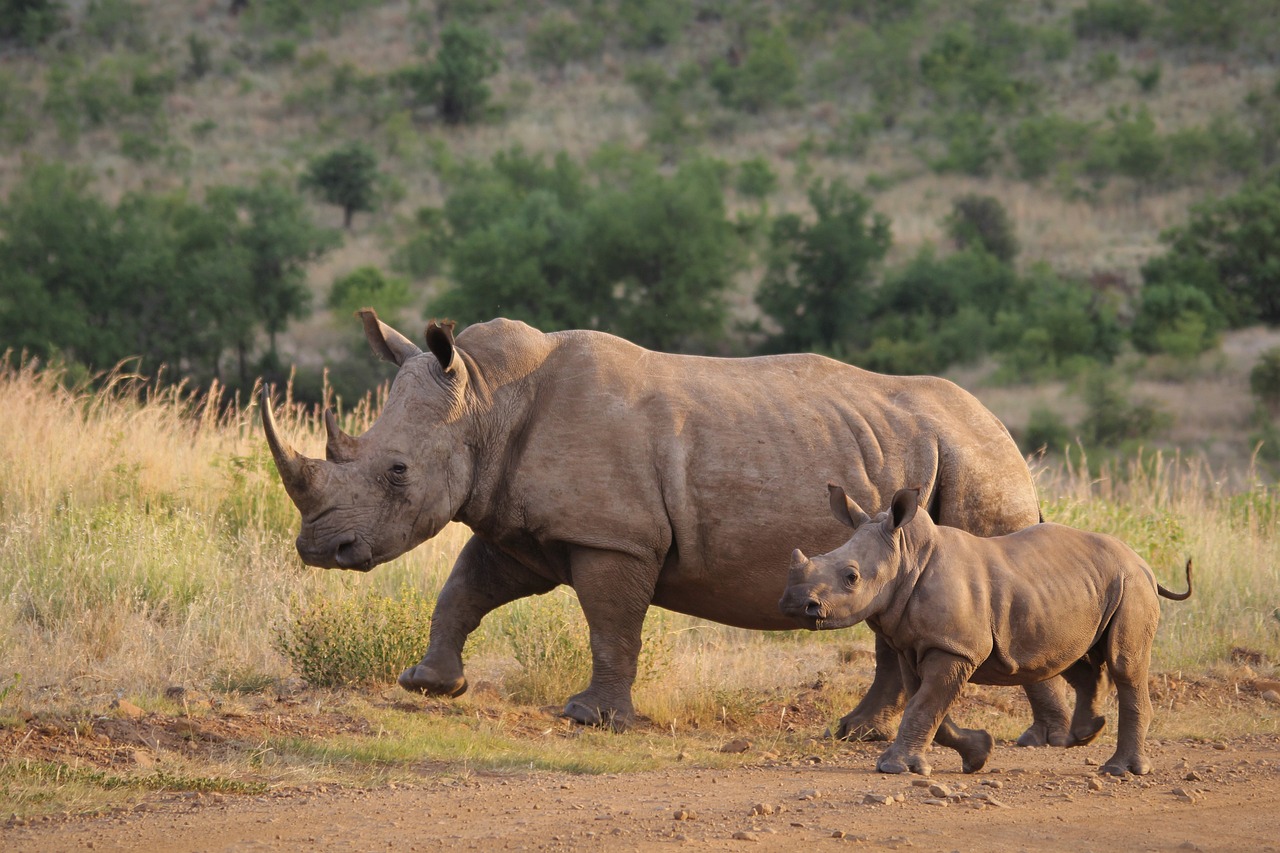 safari de sigean