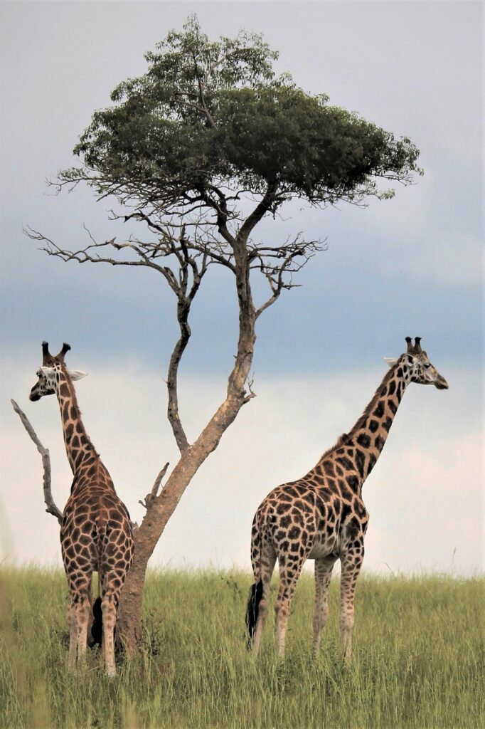 Safari en afrique | Safari Radar