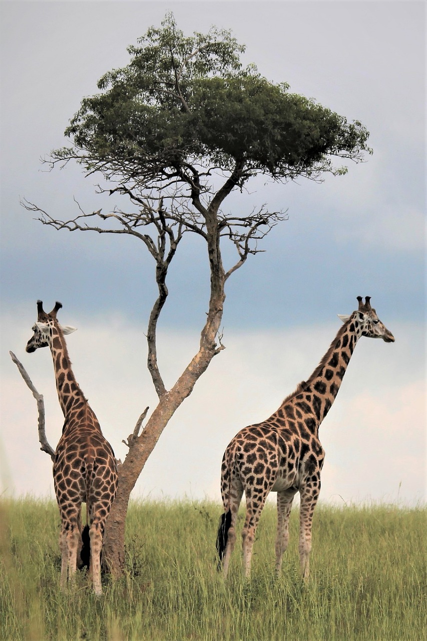 safari en afrique