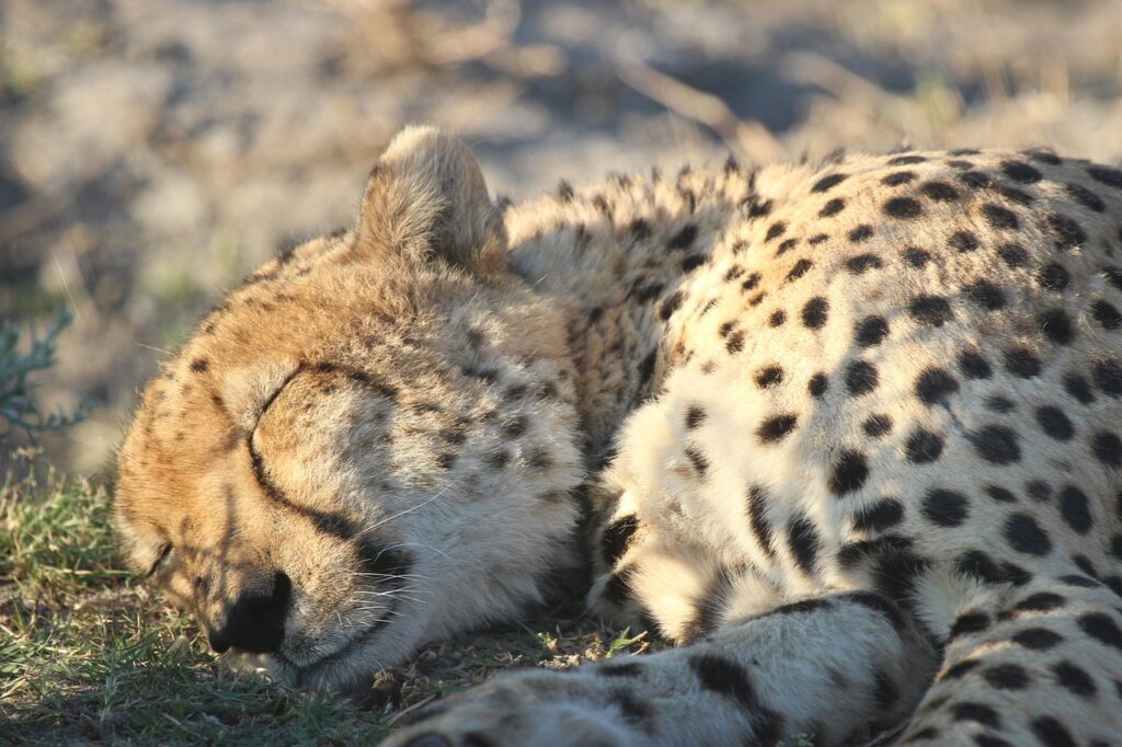 Safari en france | Safari Radar