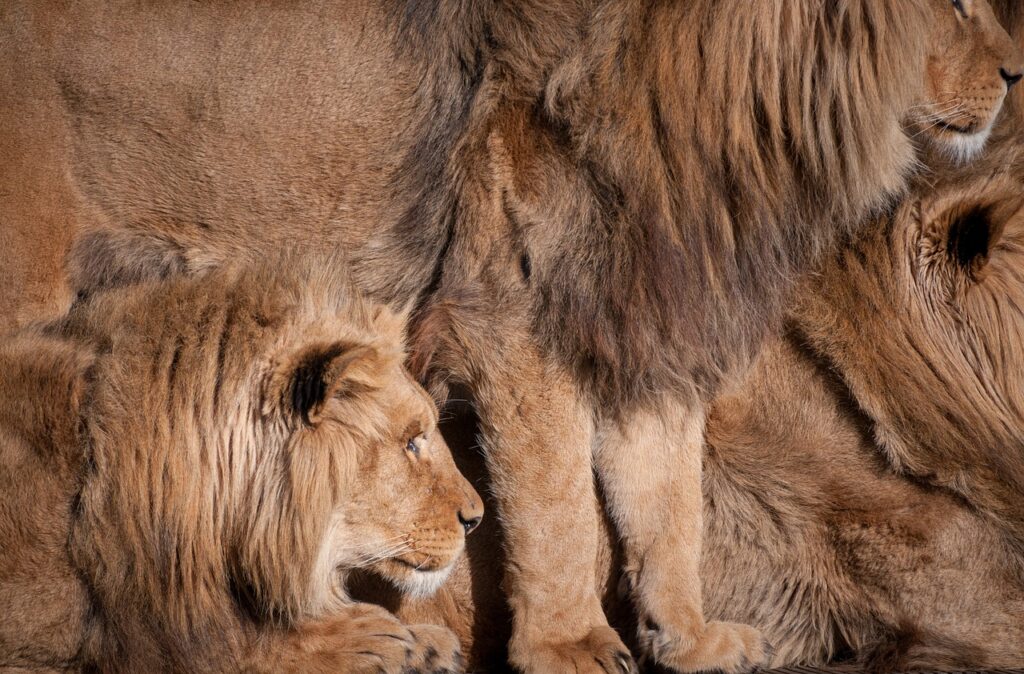 Safari in zanzibar | Safari Radar