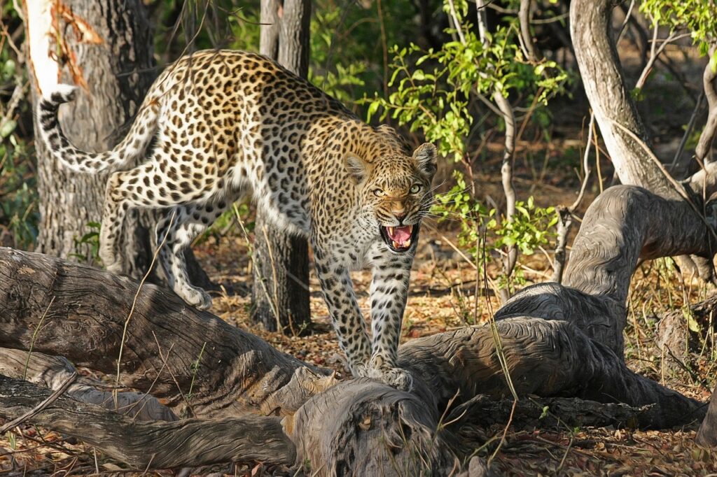 Safari kenya prix | Safari Radar