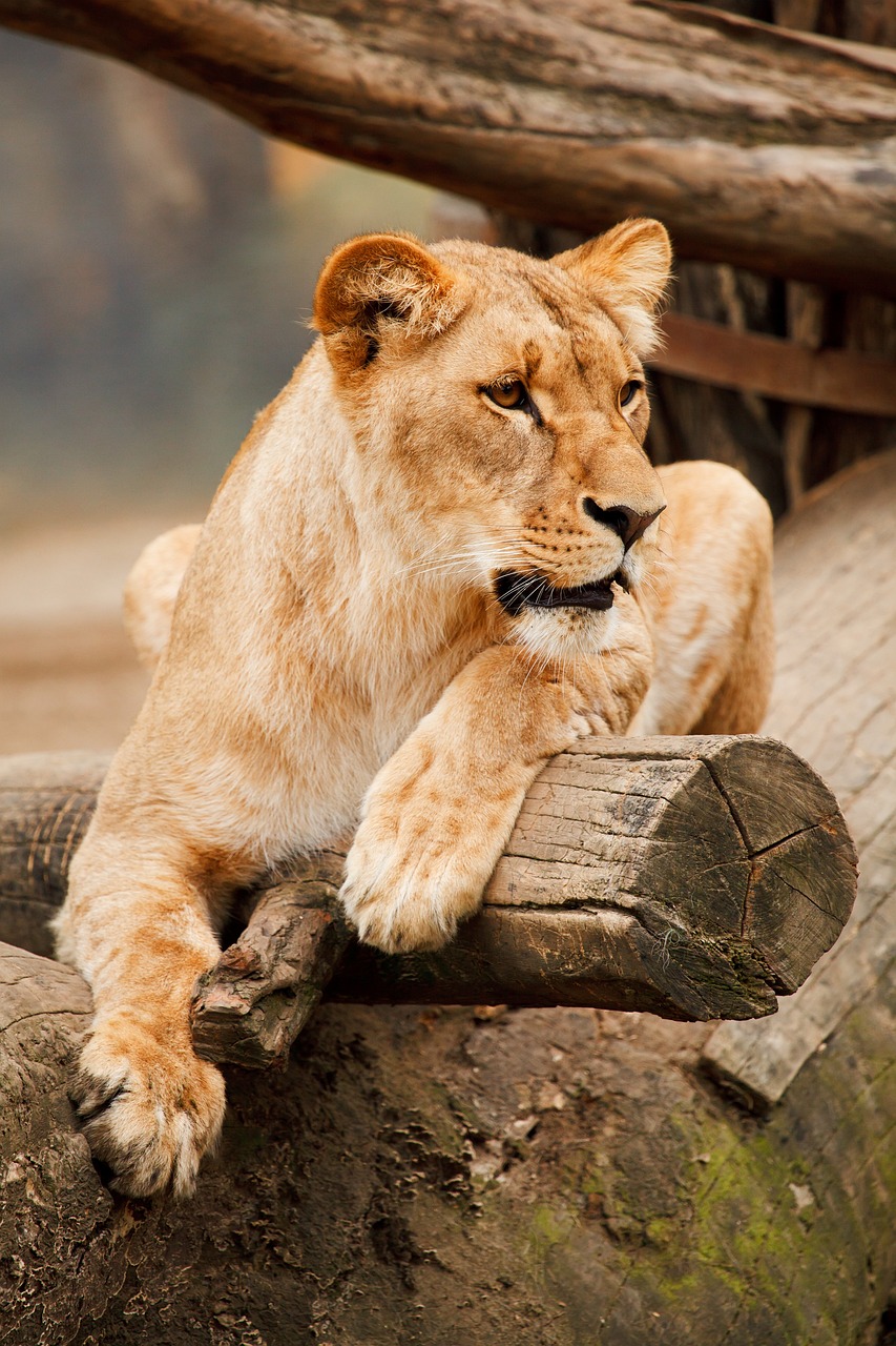 safari namibie