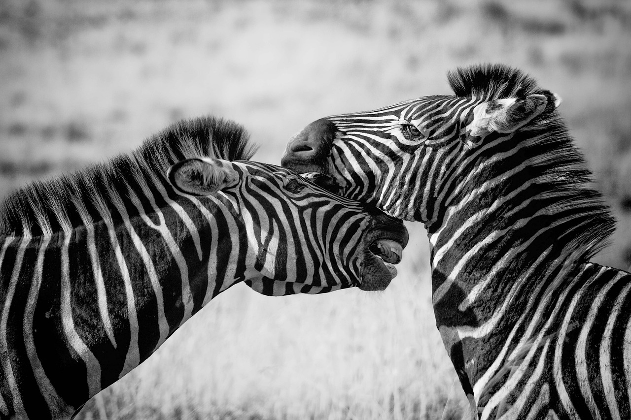 safari senegal