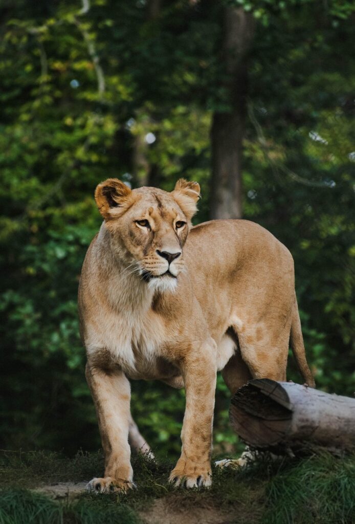 Safari voyage | Safari Radar