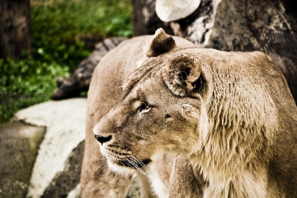 Safarie etrechy | Safari Radar
