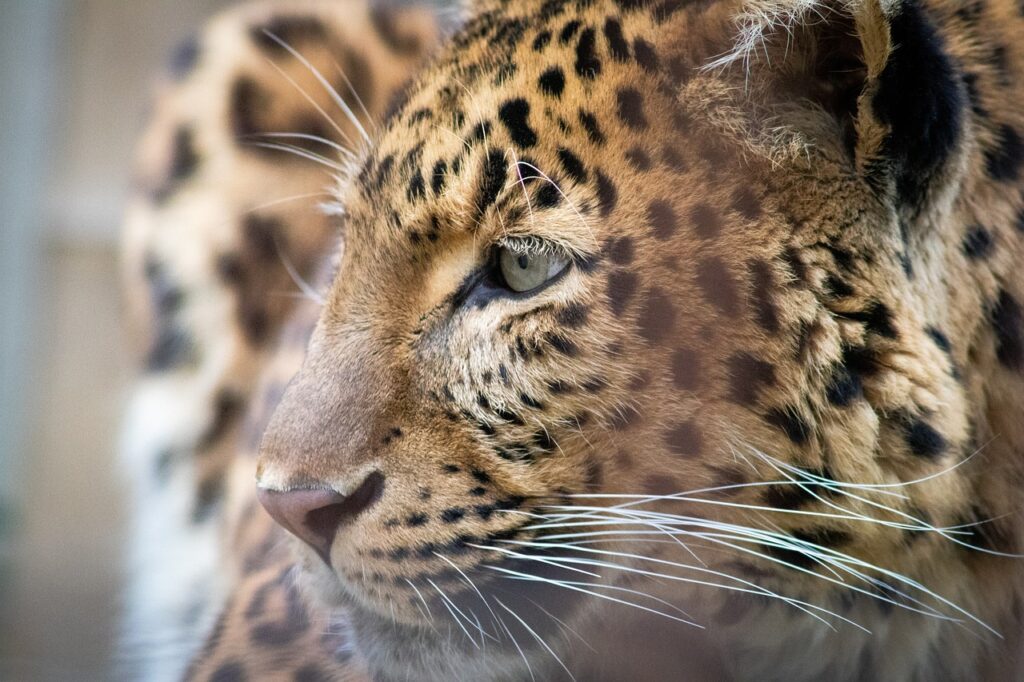 Safaries | Safari Radar