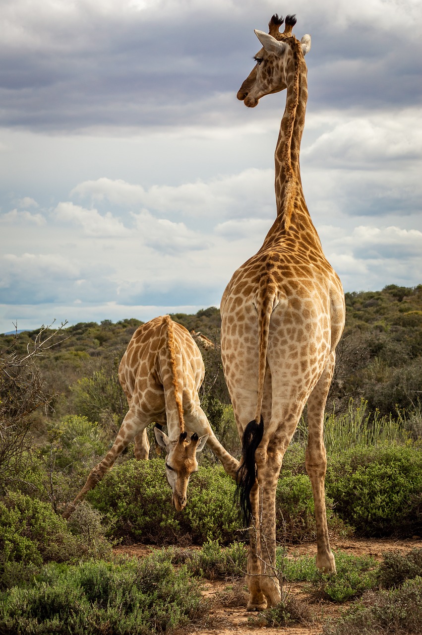 voyage safari