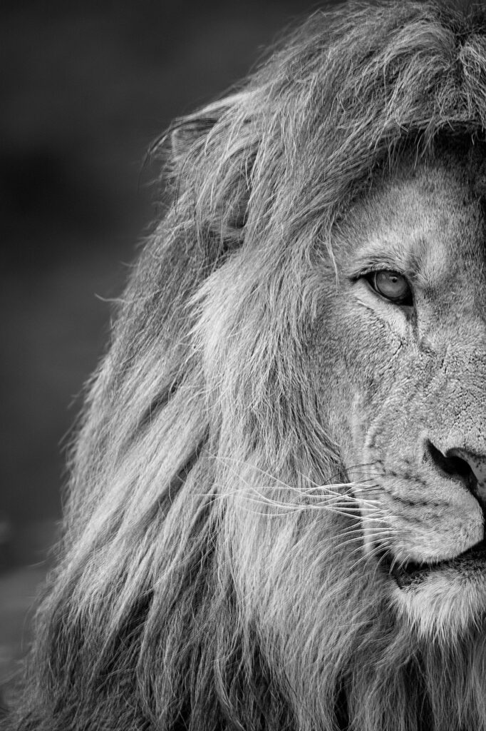 Voyage safari tout compris | Safari Radar