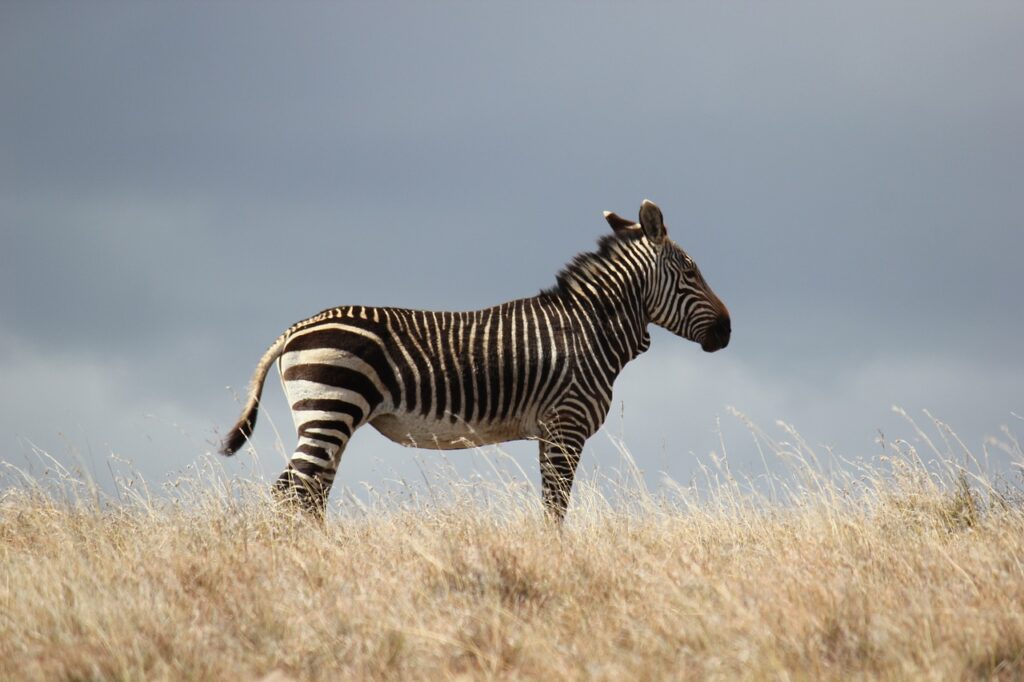 Zoo african safari tarif | Safari Radar