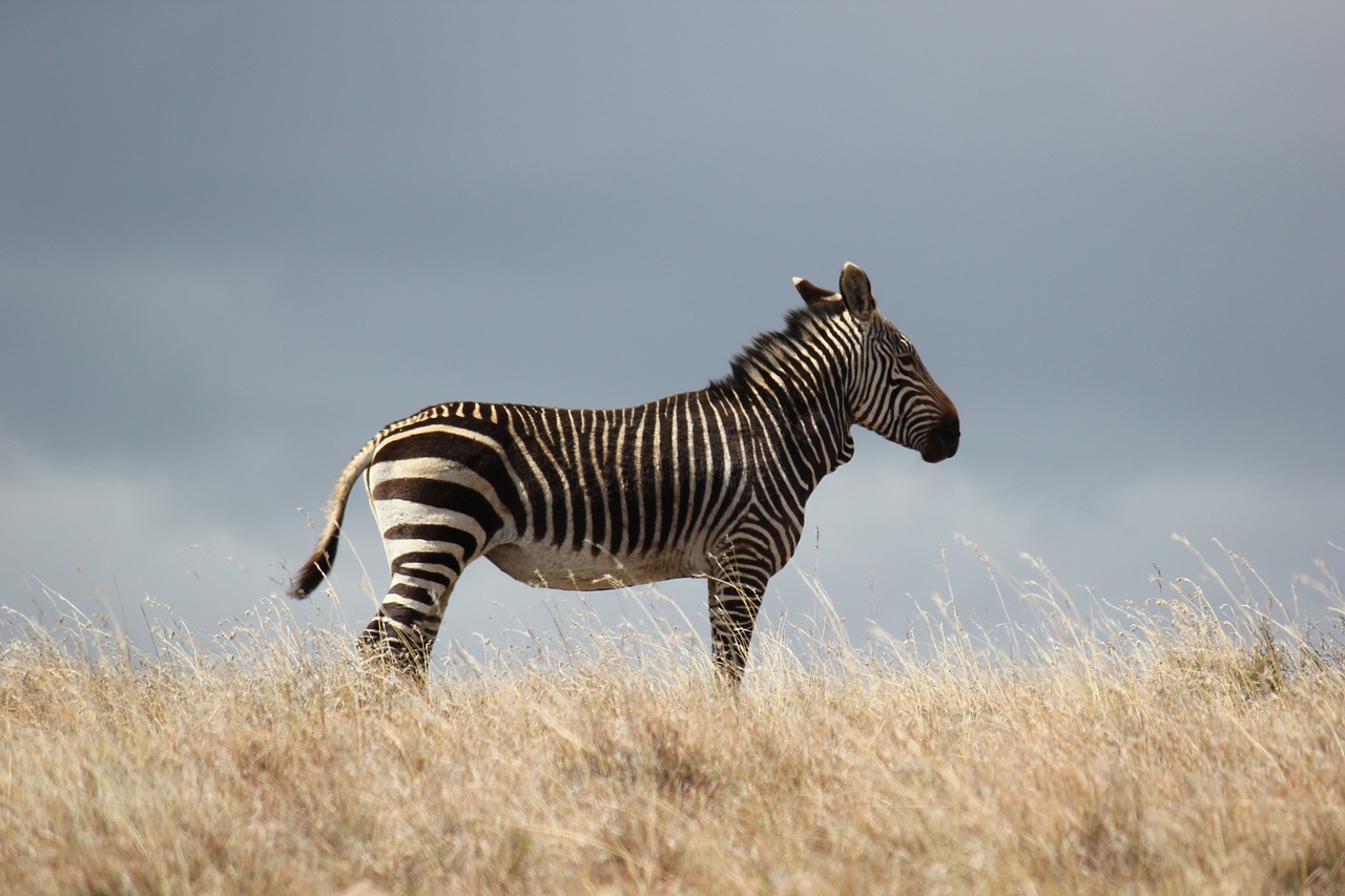 zoo african safari tarif