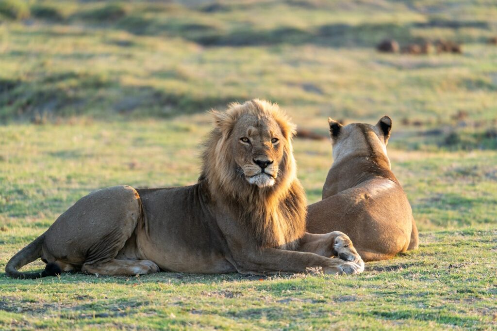 Zoo safari toulouse | Safari Radar