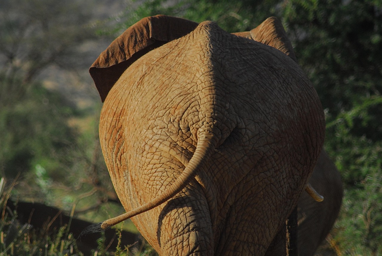 african safari toulouse