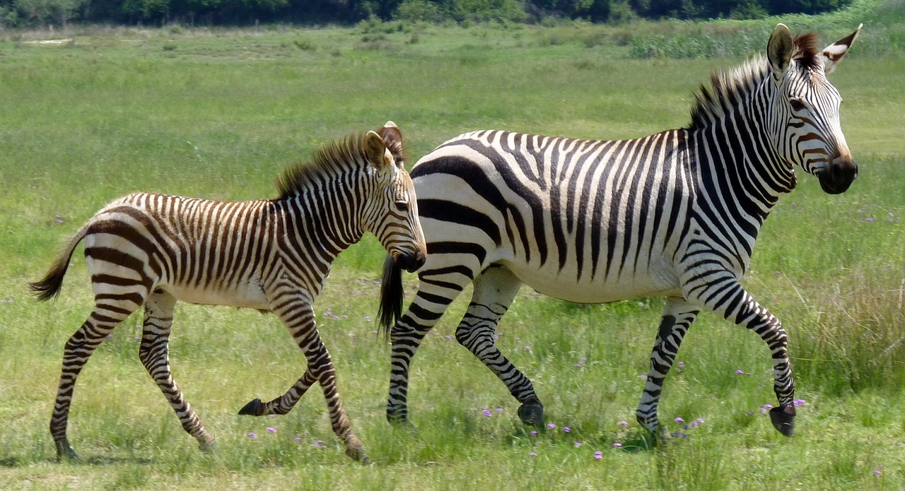 african safari zoo