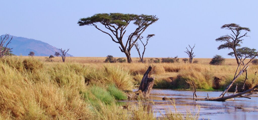 Can tanzanie | Safari Radar