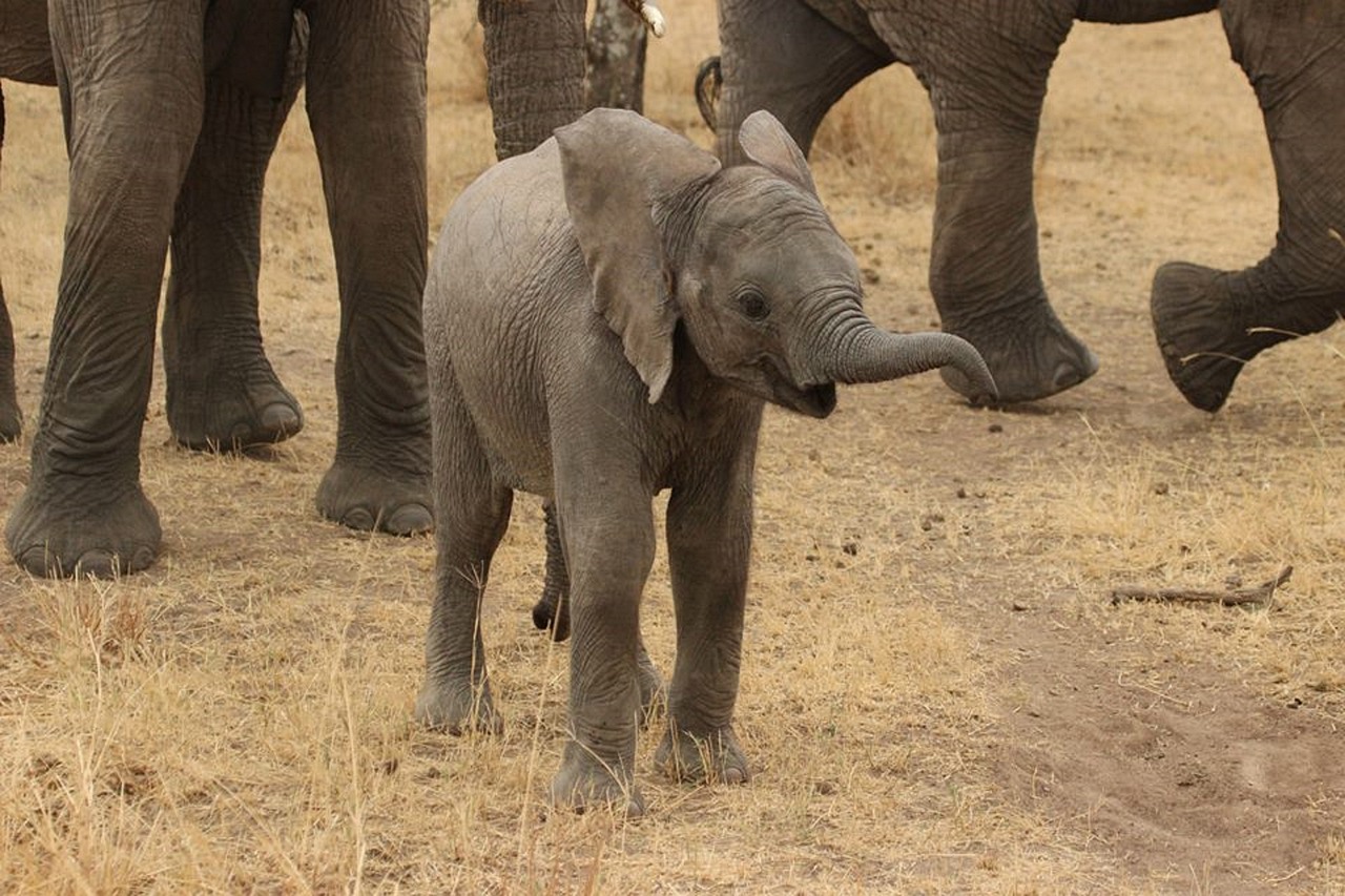 Combien coute un safari en tanzanie