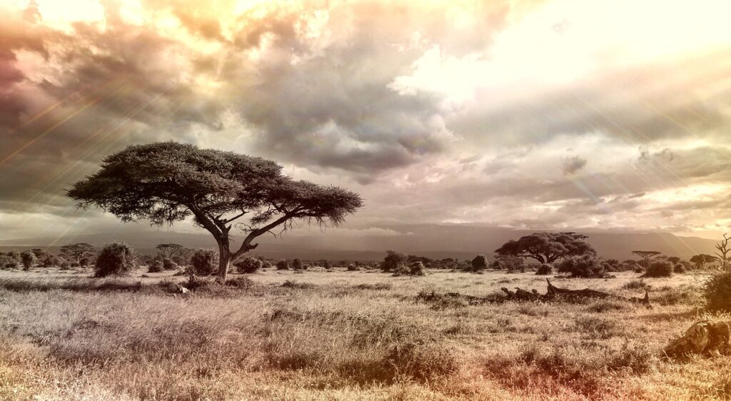 Hotel safari | Safari Radar