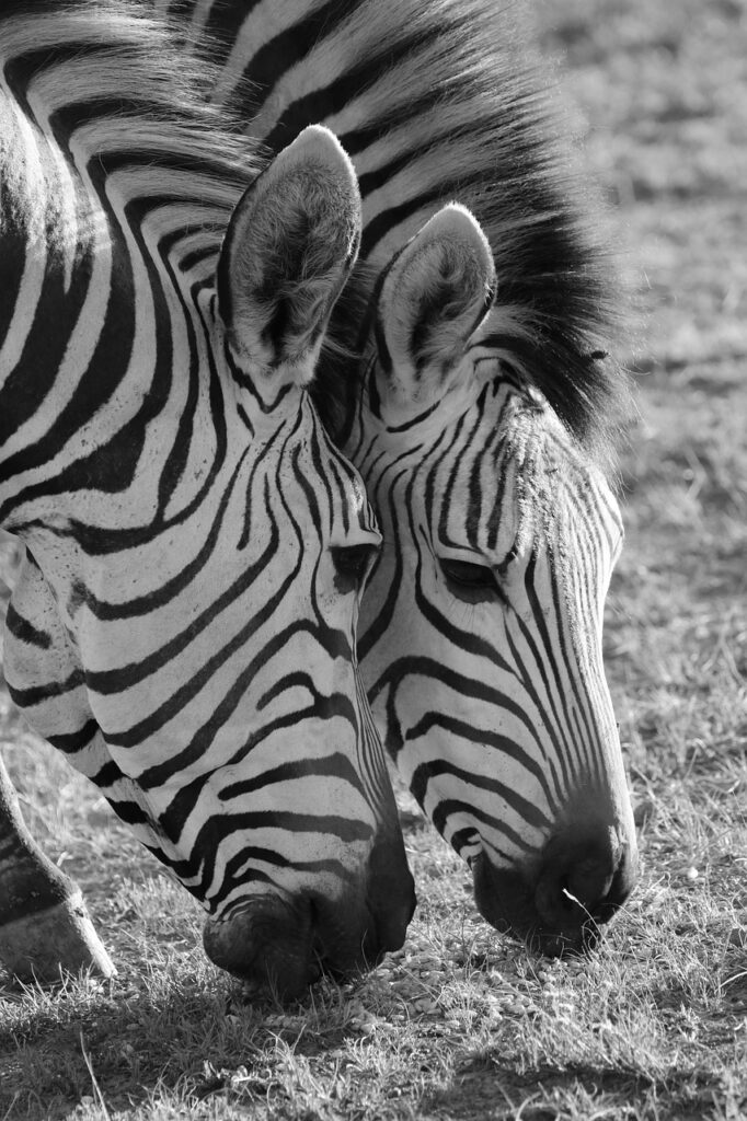 Ilboru safari lodge | Safari Radar