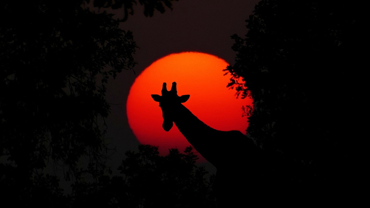 lodge safari