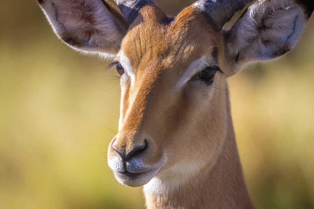 Melting pot safaris | Safari Radar