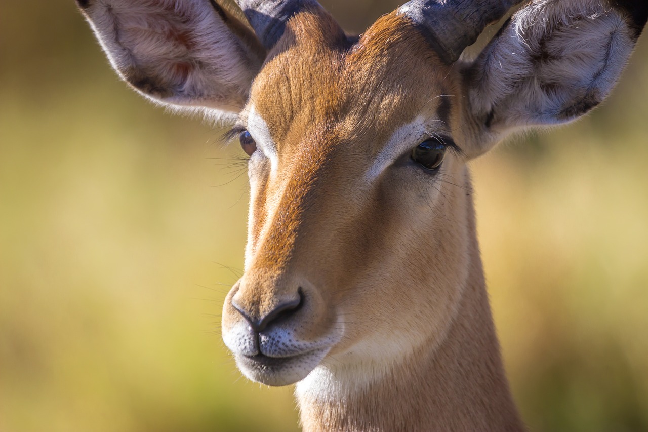 melting pot safaris