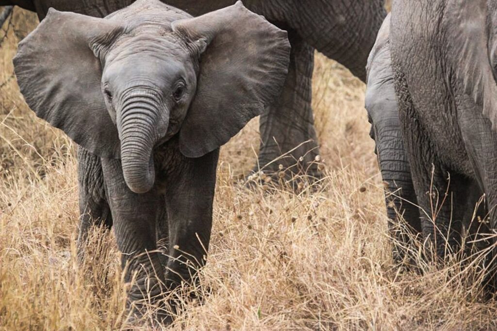 Prix safari afrique du sud | Safari Radar