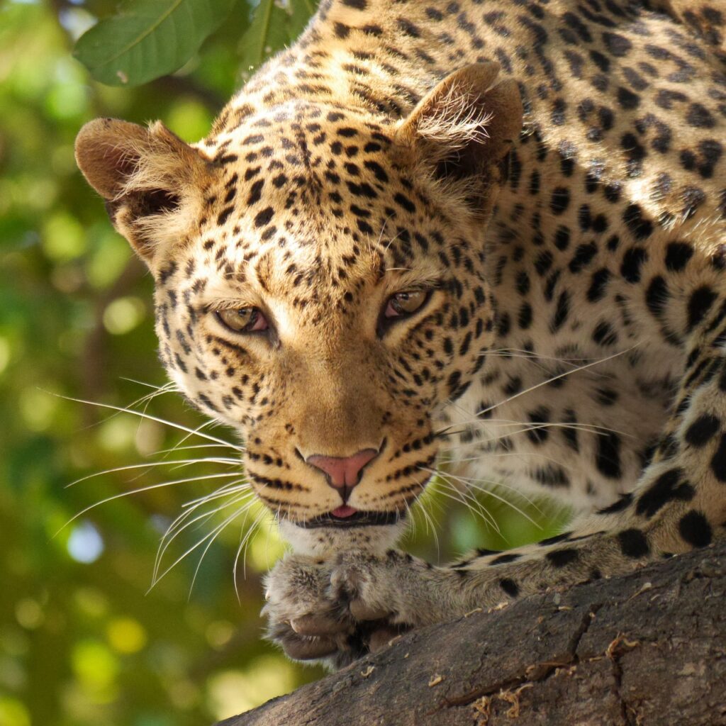 Prix safari kenya | Safari Radar