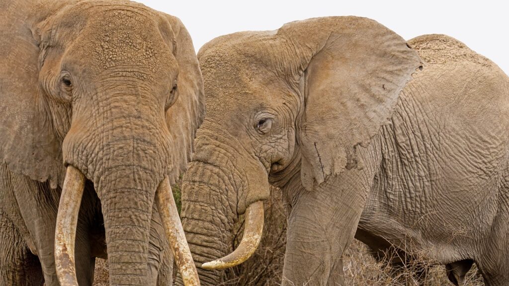 Quelle prise electrique tanzanie | Safari Radar