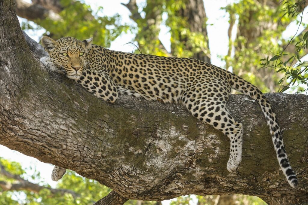 Safar photo | Safari Radar