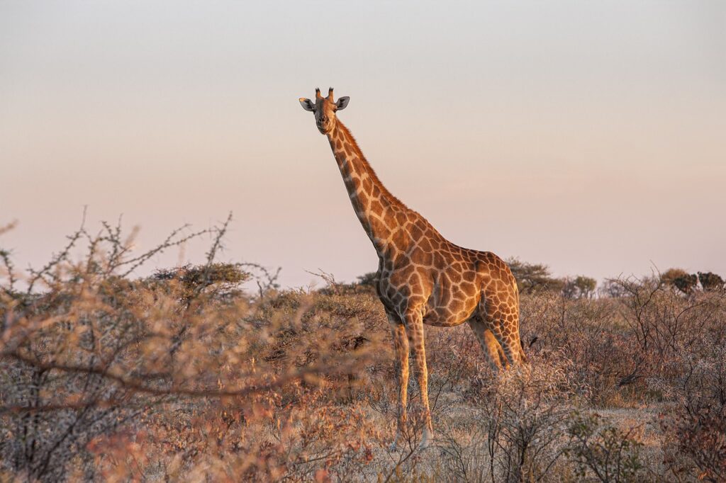 Safari afrique du sud prix | Safari Radar