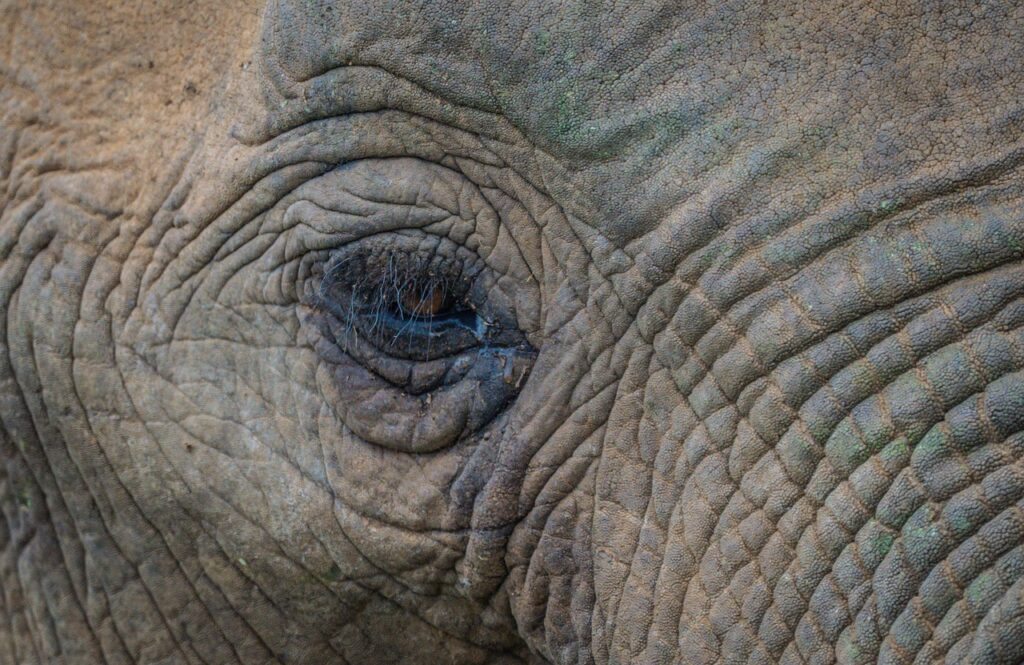 Safari photo | Safari Radar