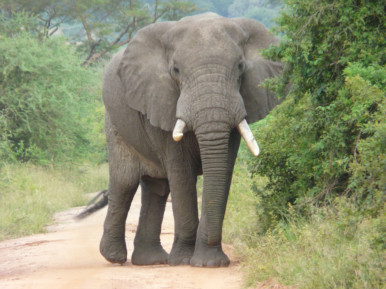 safari sri lanka