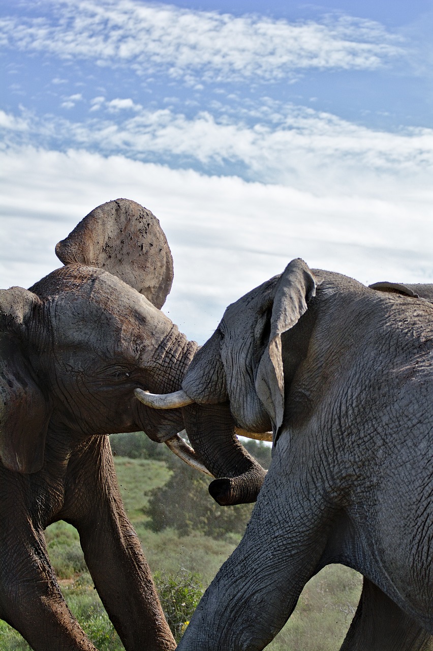 safaris