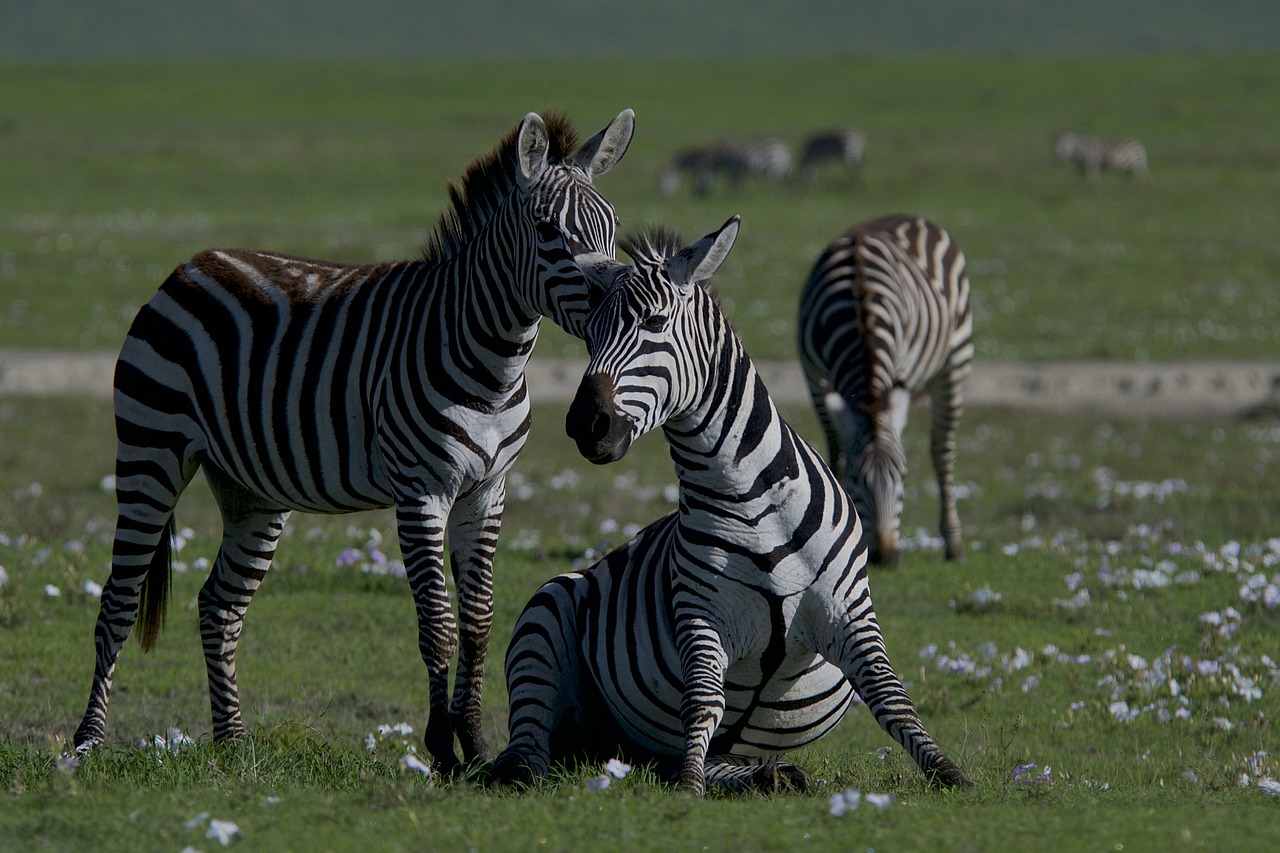 tanzania safari
