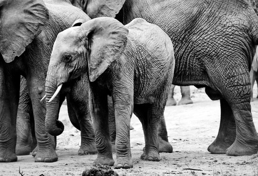 Tenu safari | Safari Radar