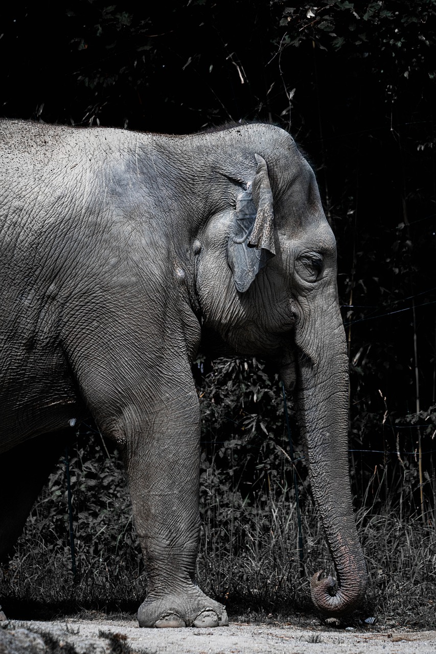 zoo de thoiry safari