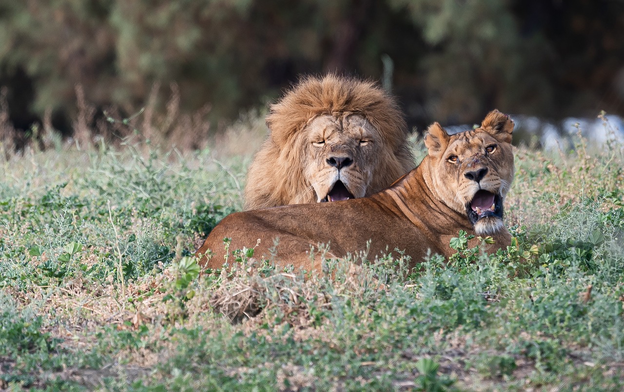 zoo safari france