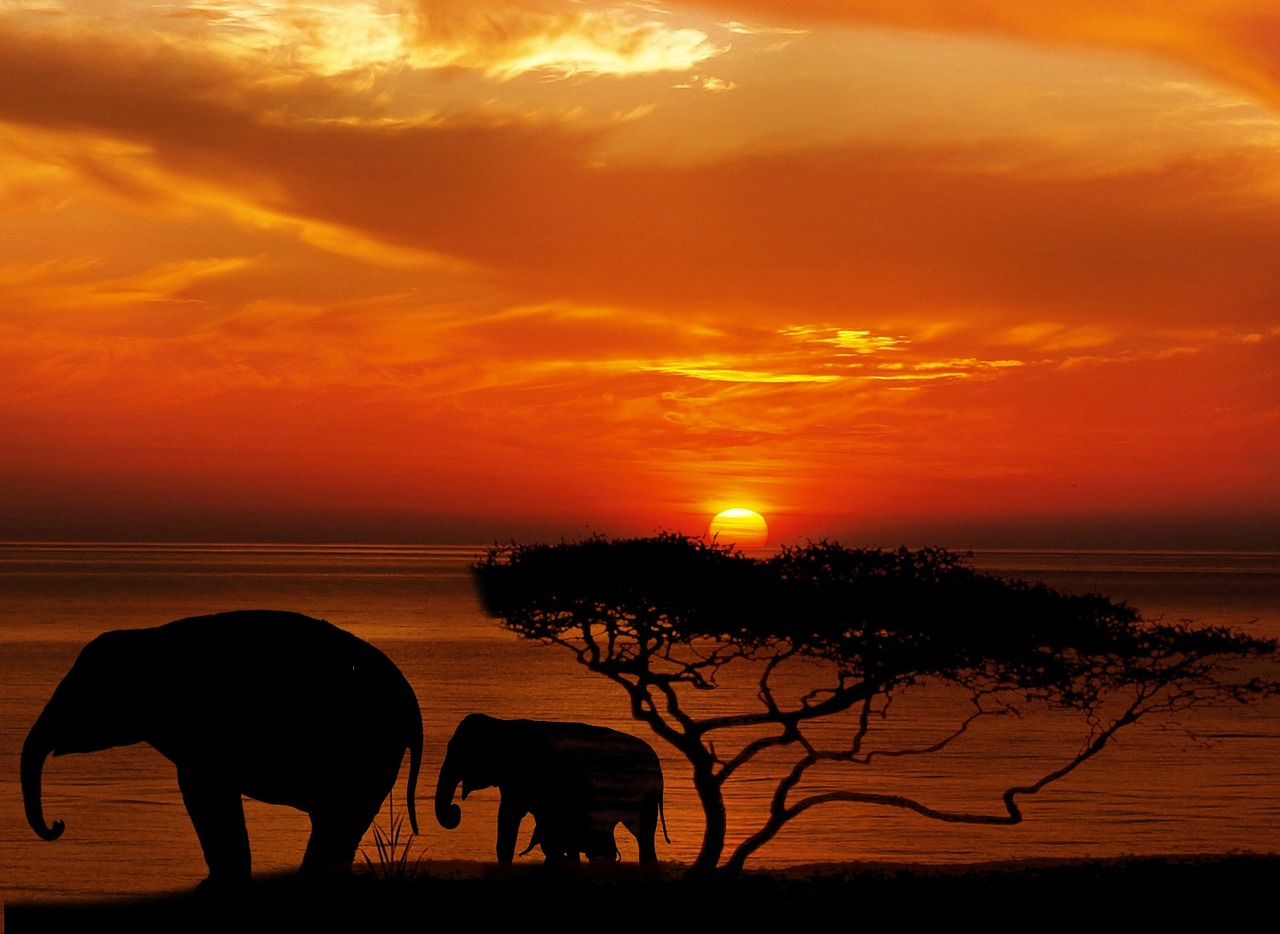 Bali safari