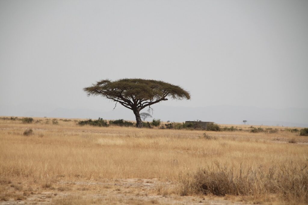 Combien coute un voyage en tanzanie | Safari Radar
