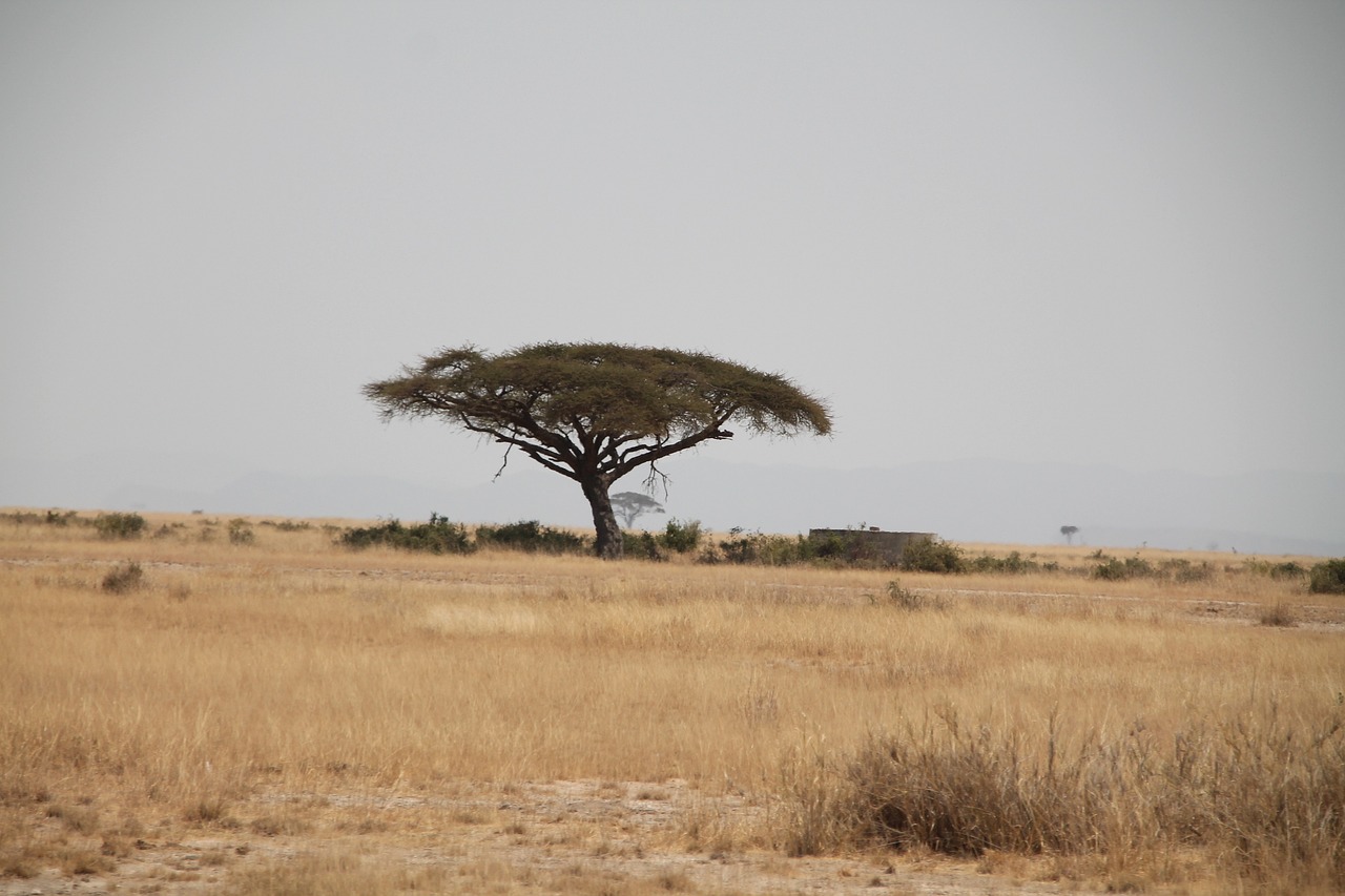 Combien coute un voyage en tanzanie