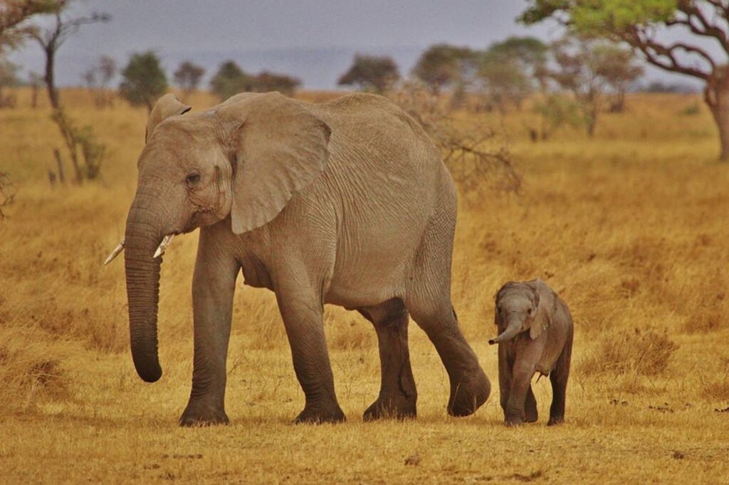 Combien d'heure d'avion pour la tanzanie | Safari Radar