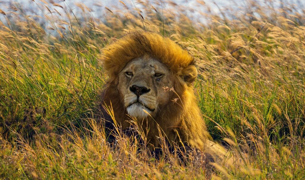 Combien d'heure de vol paris tanzanie | Safari Radar