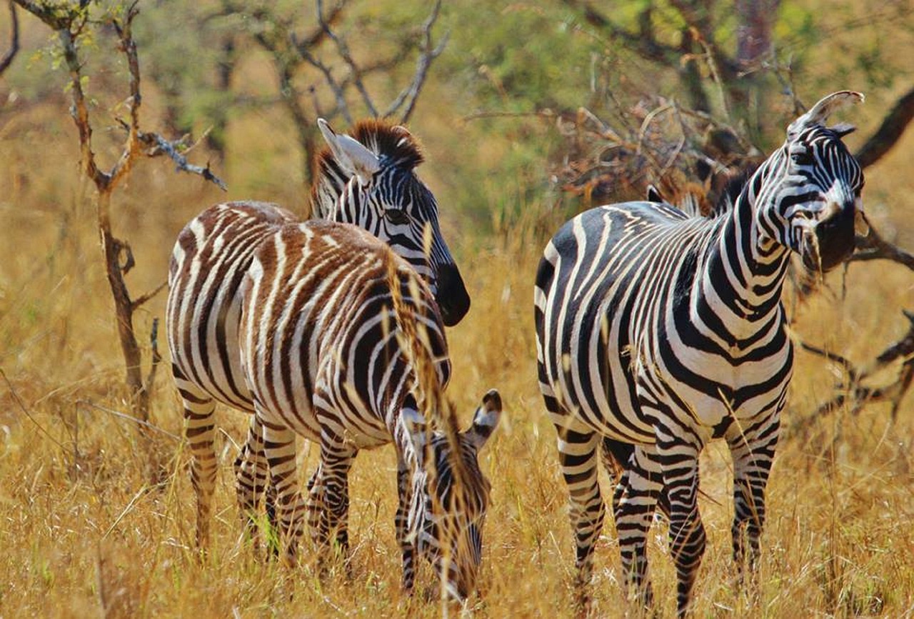Denis lebouteux safari tanzanie