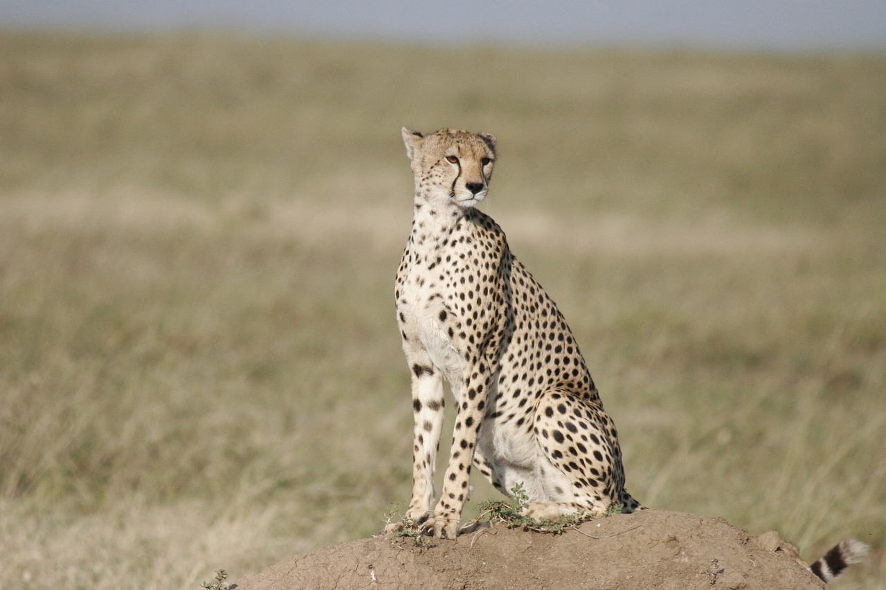 etosha safari lodge