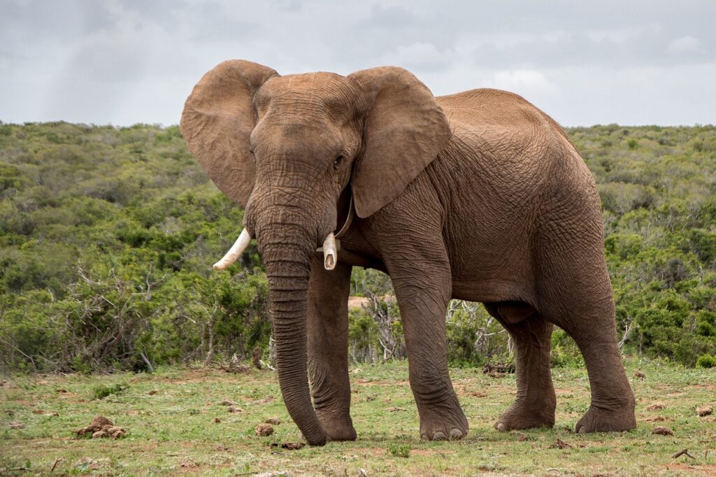 Everglades safari park | Safari Radar