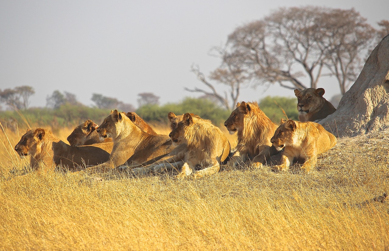excursion zanzibar safari