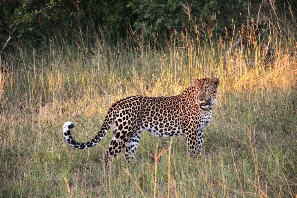 Johannesburg safari | Safari Radar