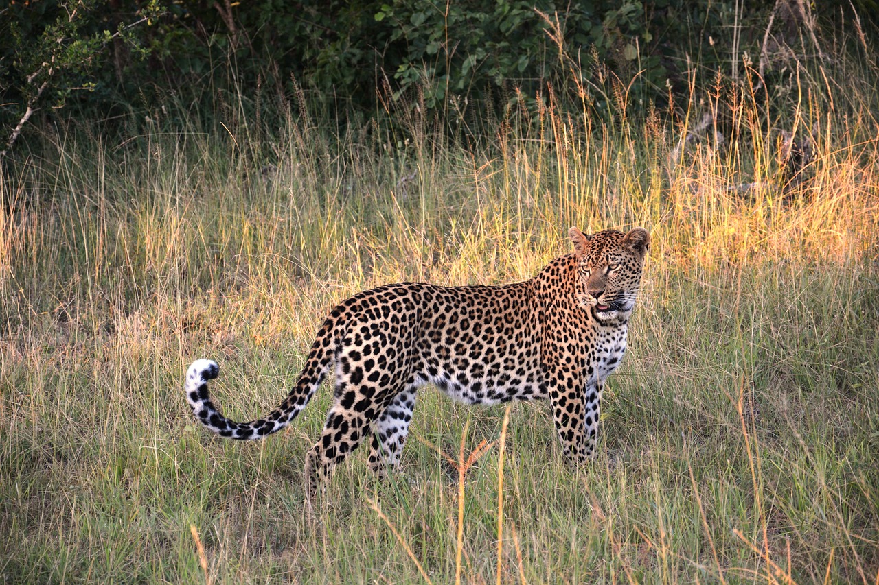 johannesburg safari